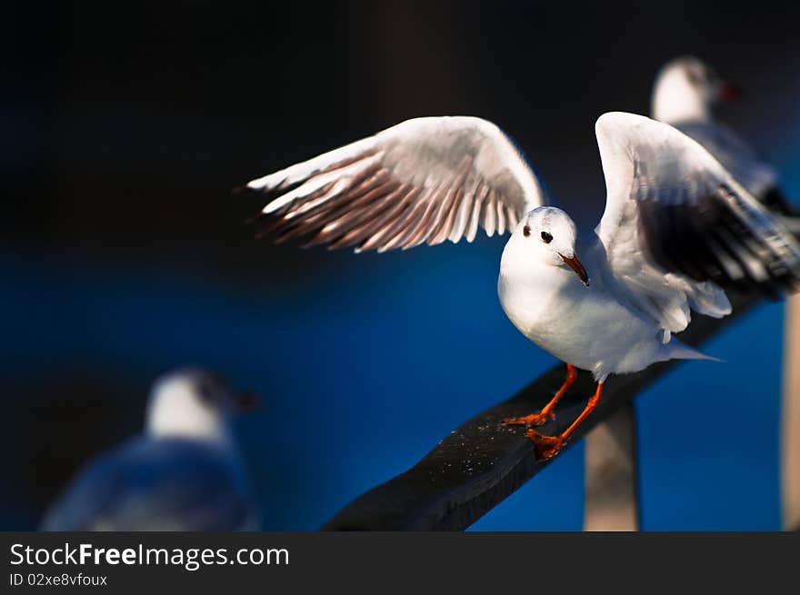 A funny bird that wanted to get fed all the time oppening his wings all the time. A funny bird that wanted to get fed all the time oppening his wings all the time