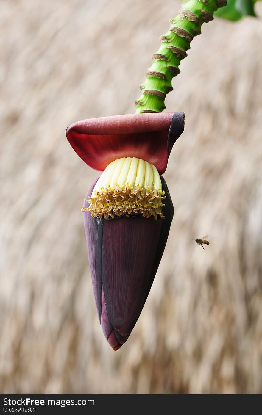 Banana blossom