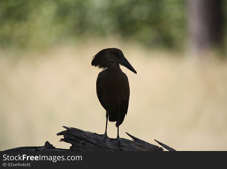 Lonely Bird