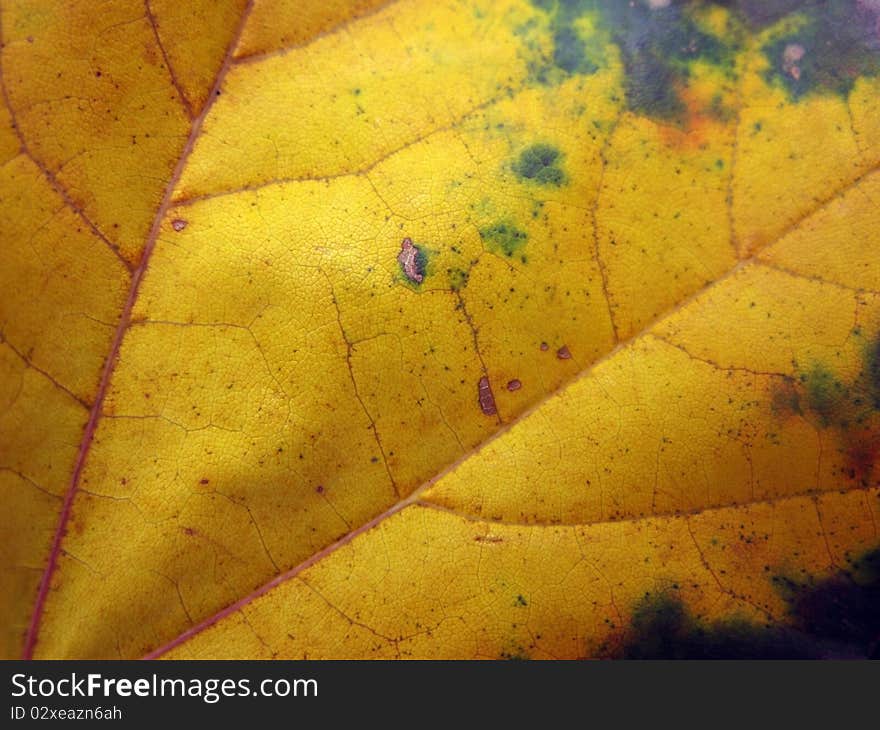 Textured yellow autumn leaf close up