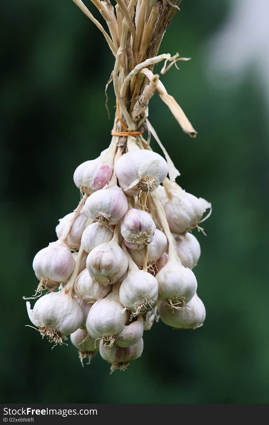 Garlic