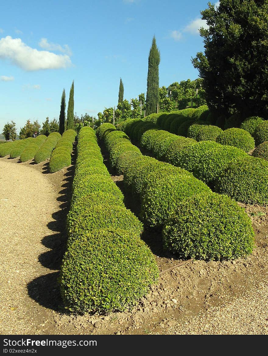 Hedge Row!