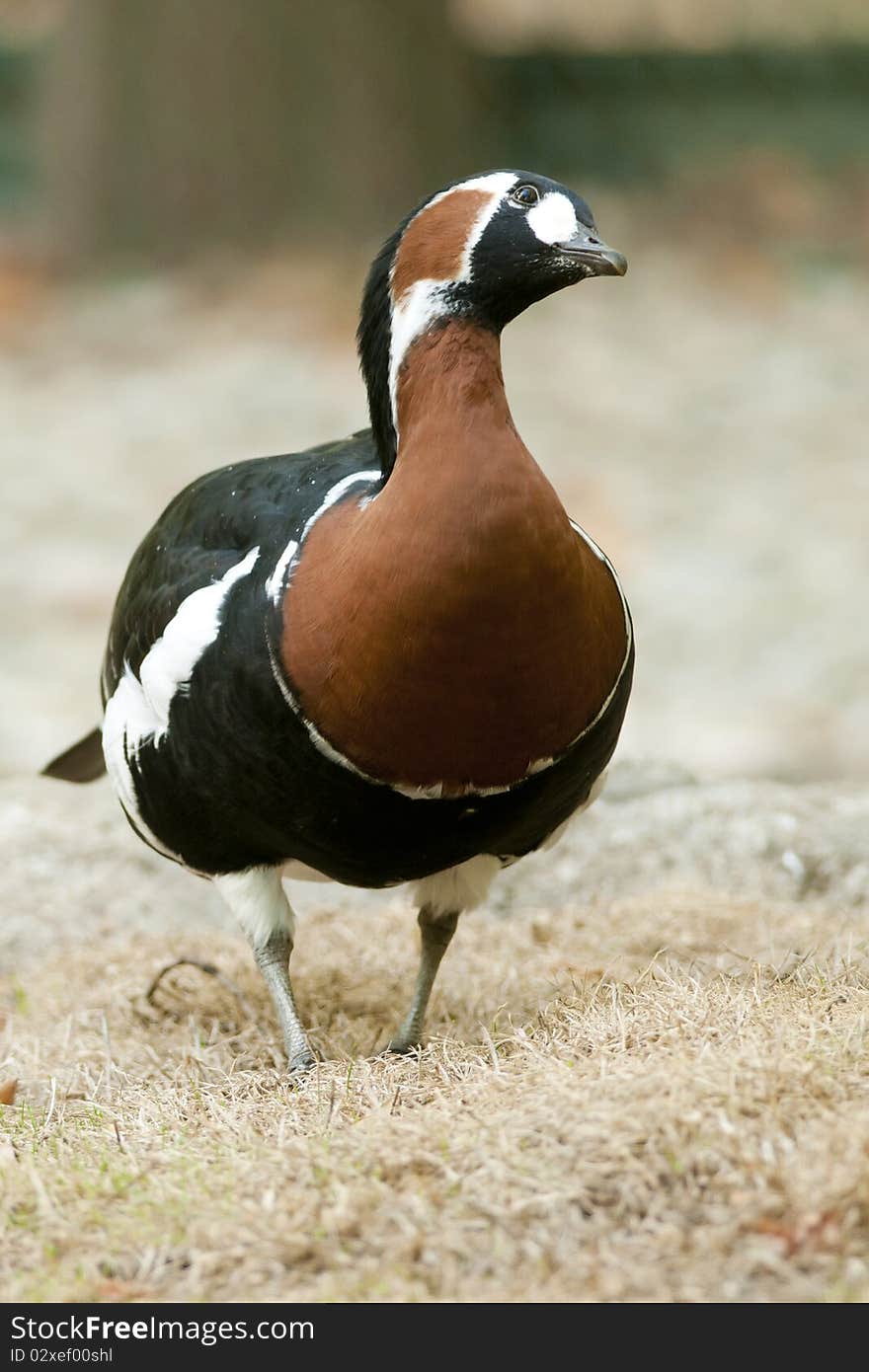 Red Breasted Goose on Shore