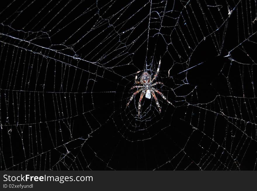 Spider in web