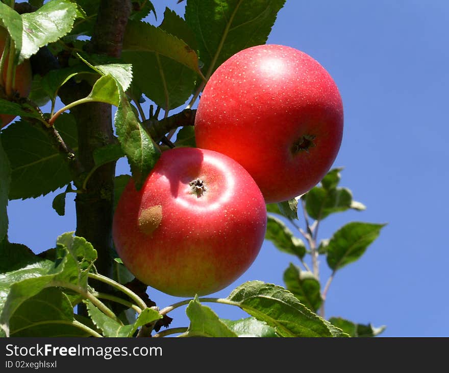 Red Apples