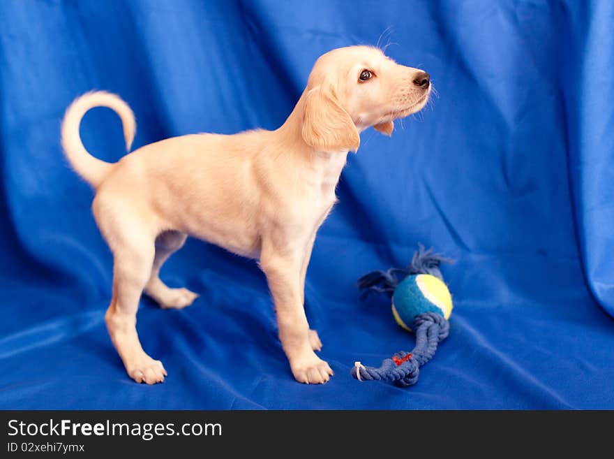 Standing saluki pup