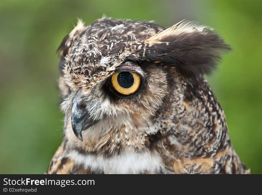 Great Horned Owl In Profile