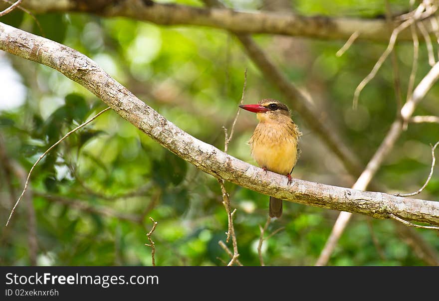 This close-up of the Brown-hooded Kingfisher allows us to distinguish the characteristic dark point of his beak which helps to his identification. Shimba Hills forest reserve , Kenya. This close-up of the Brown-hooded Kingfisher allows us to distinguish the characteristic dark point of his beak which helps to his identification. Shimba Hills forest reserve , Kenya.