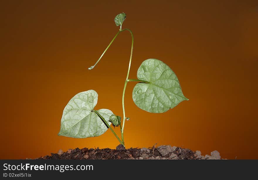 Silhouette of a sprout of a flower