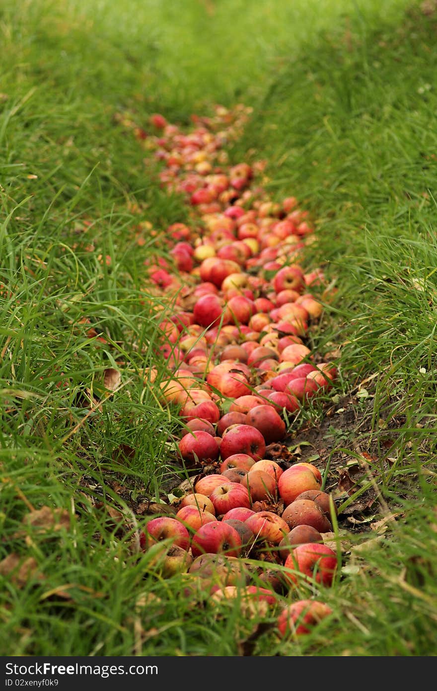 Autumn colors with apple fall. Autumn colors with apple fall.