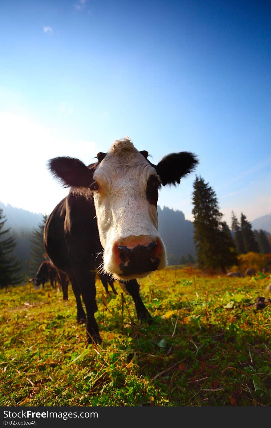 Cow in the field in mountains