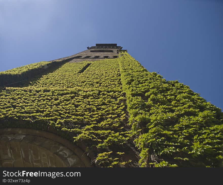 Green ivy on church tower in boston massachusetts