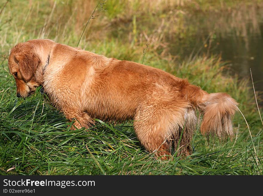 Golden Retriever hunting near pond in afternoon sun