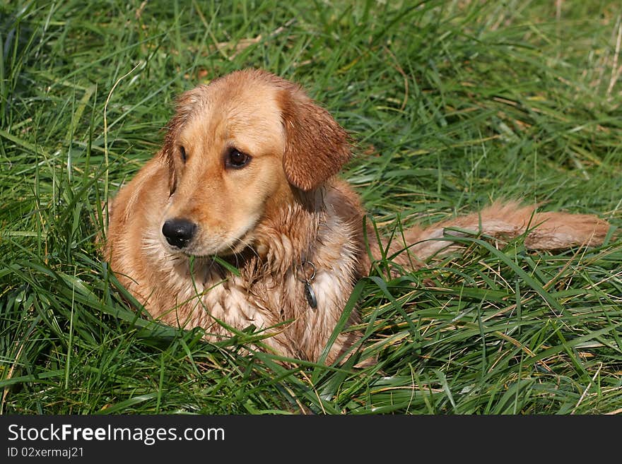 Golden Retriever laying in grass after a swim in afternoon sun