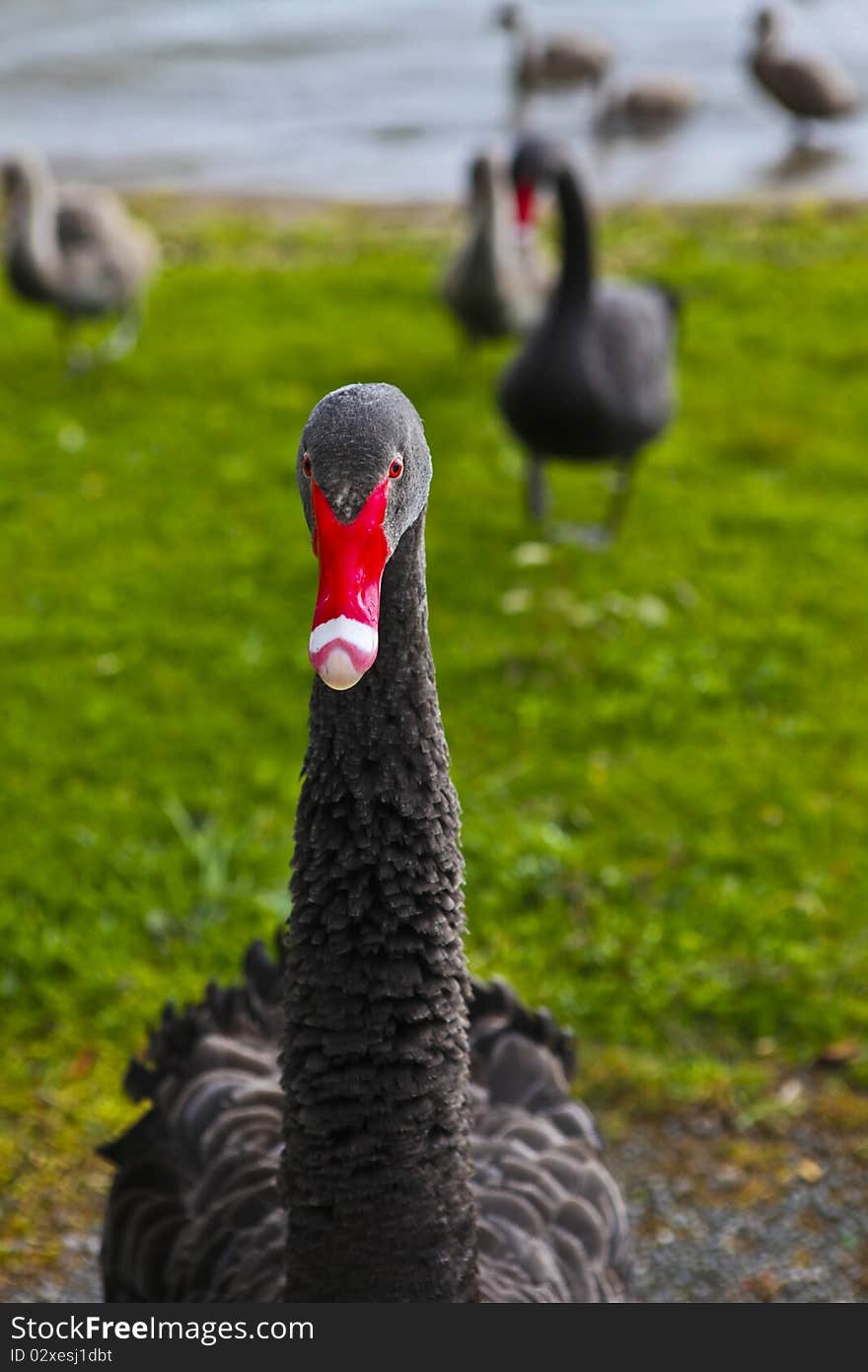 Black swan from new zealand showing himself to have some food