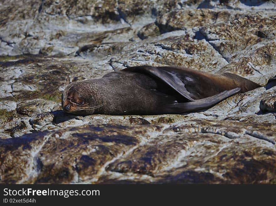 Seals taking some sun on some rocks in new zeland