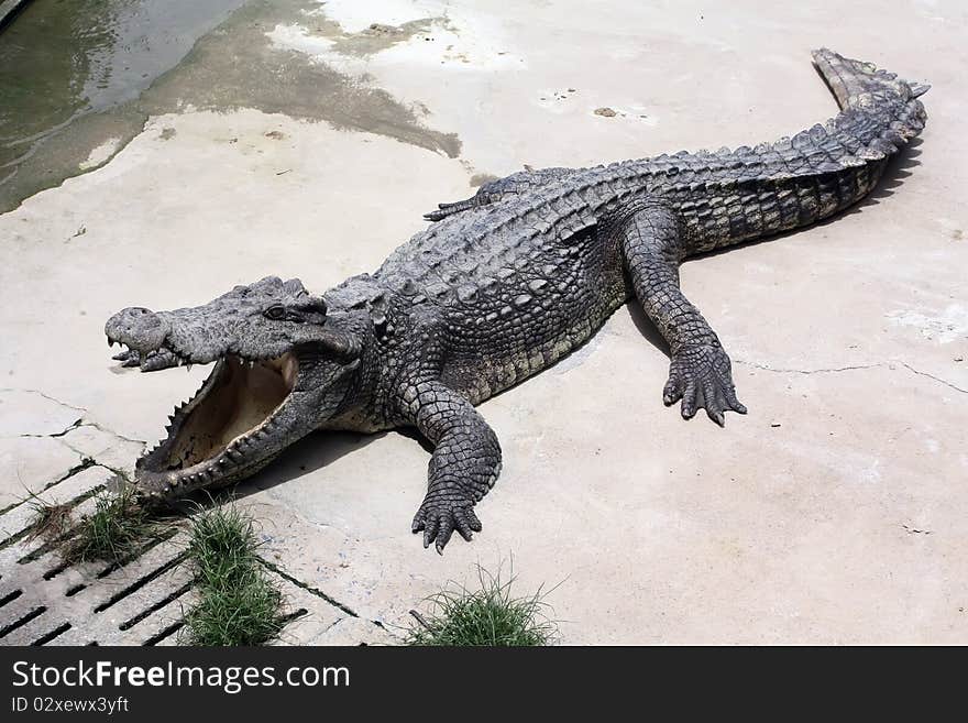 Crocodile Farm