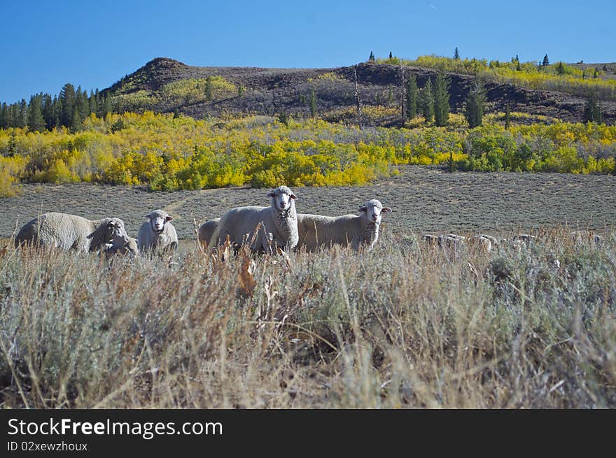 Sheep at Monitor Pass