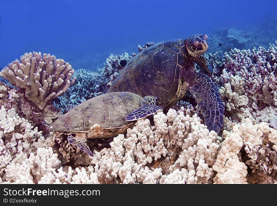 Two green sea turtles on a bed of coral. Two green sea turtles on a bed of coral