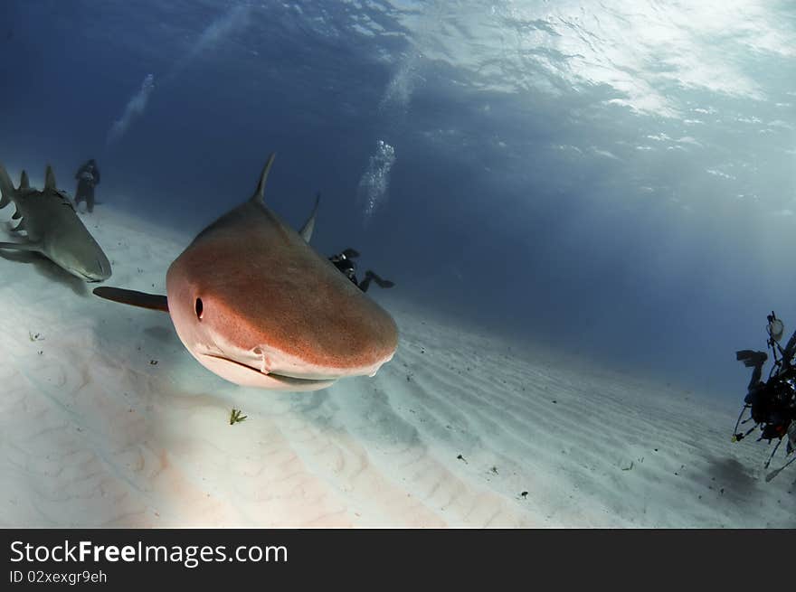 A tiger shark making a close pass in the Bahamas