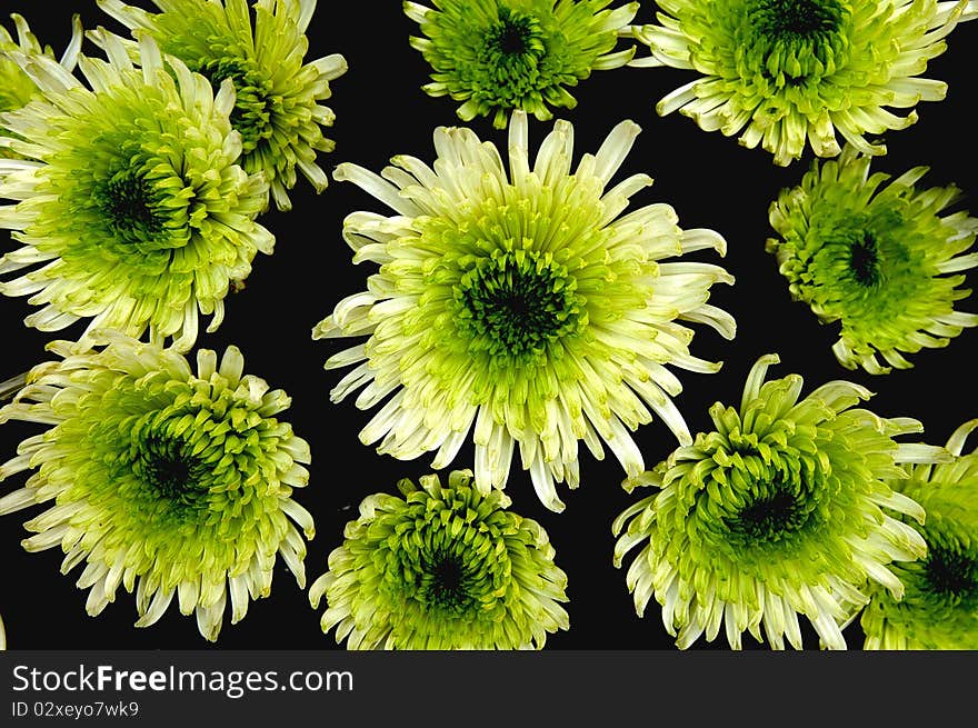 Green chrysanthemums