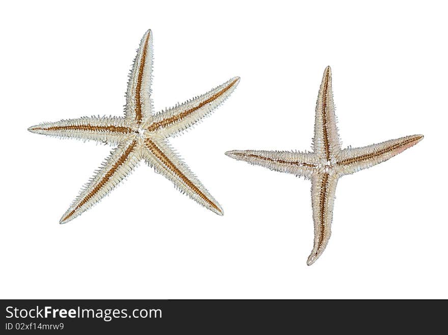 Close up of two starfishes. Close up of two starfishes