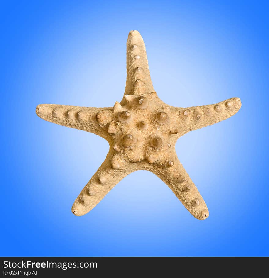 Close up of starfish on blue background