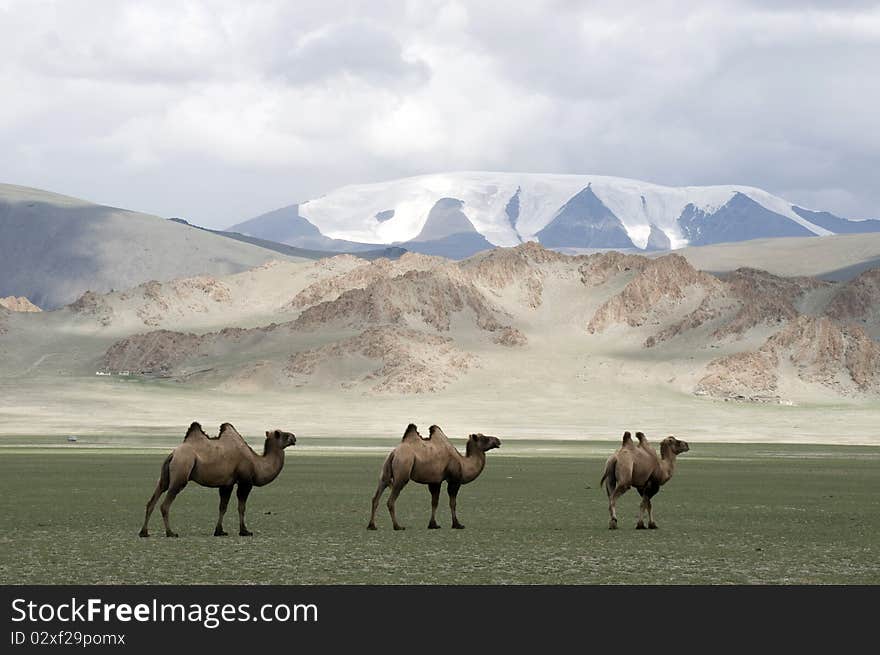 Camels