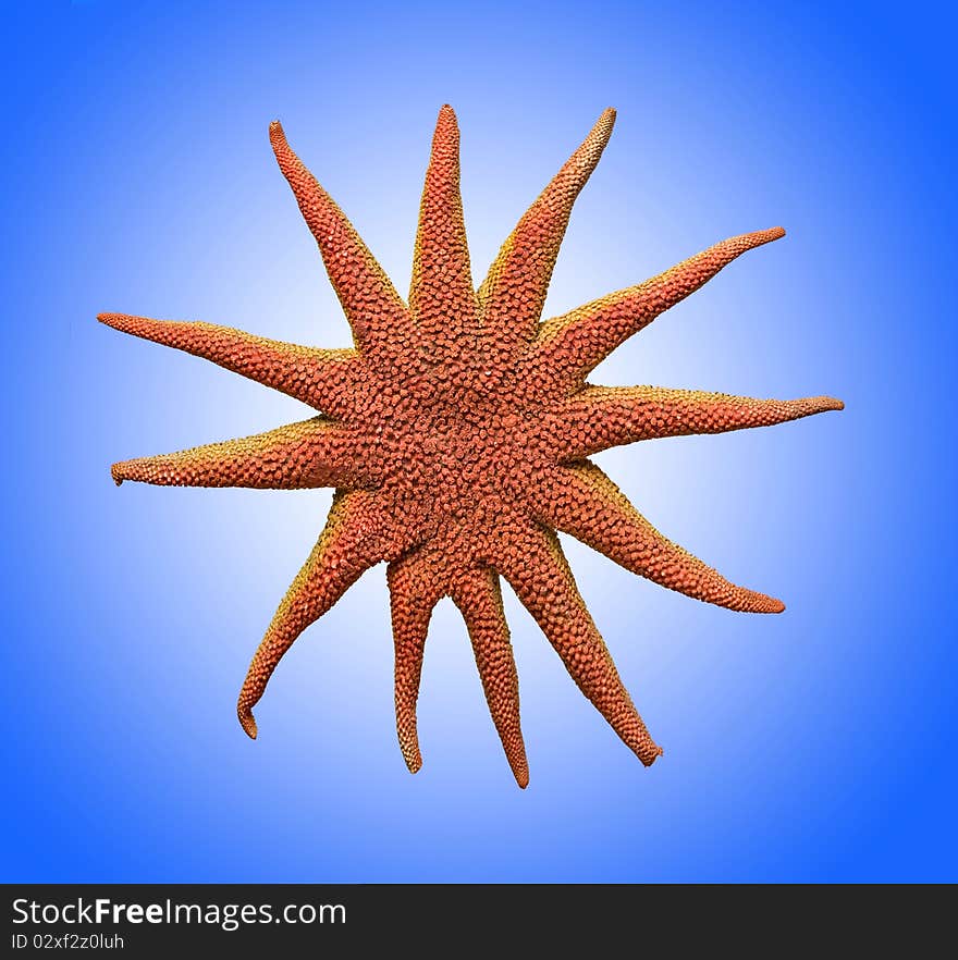 Red Starfish