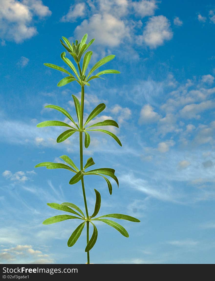 Close Up Of Plant