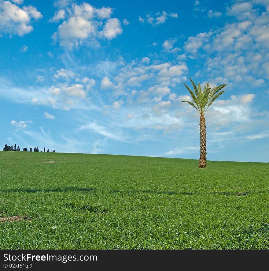 Palm tree growing at meadow