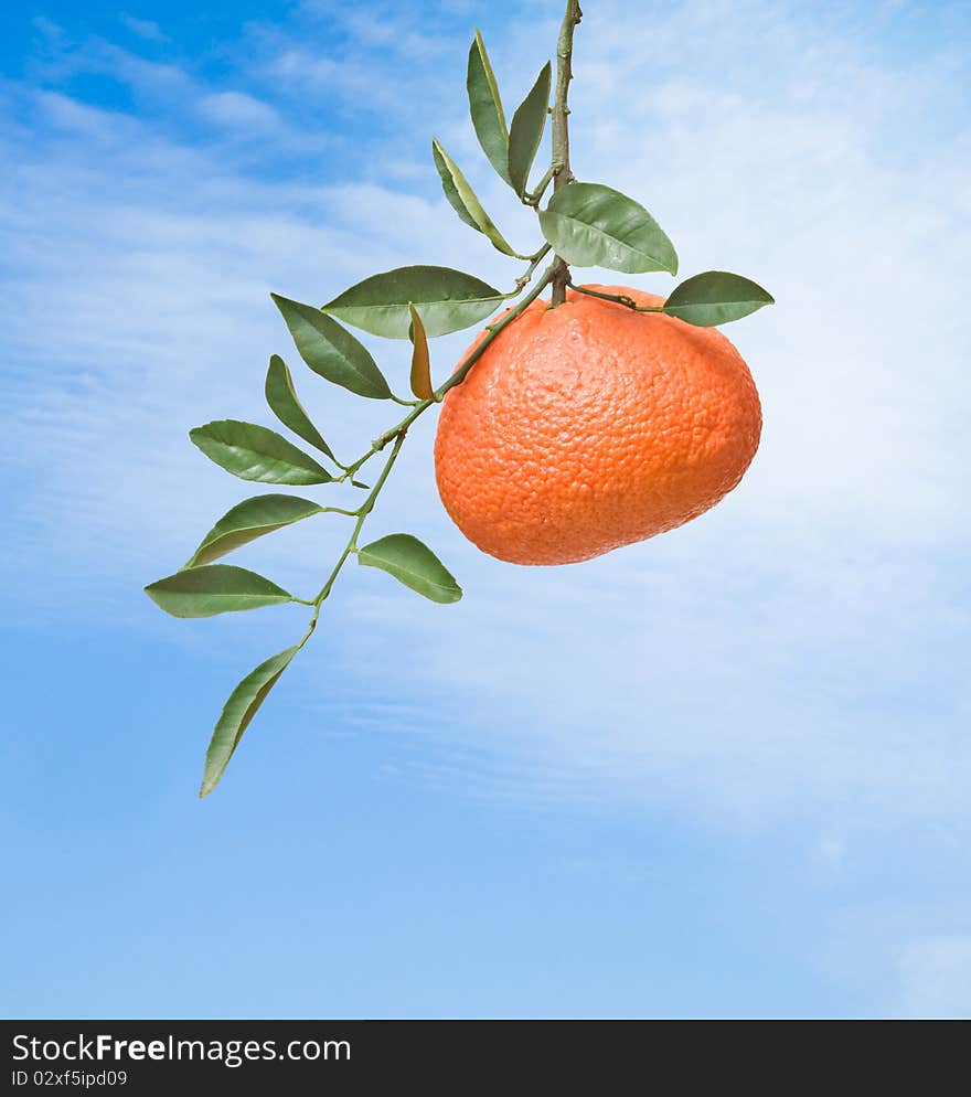 Tangerine on sky background