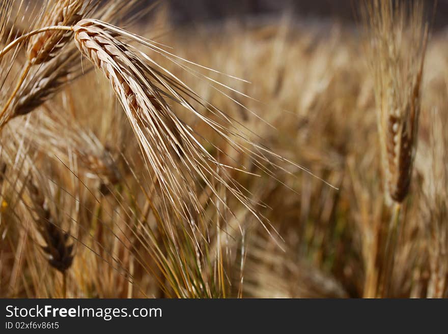 Detail of one spike of grain on the field