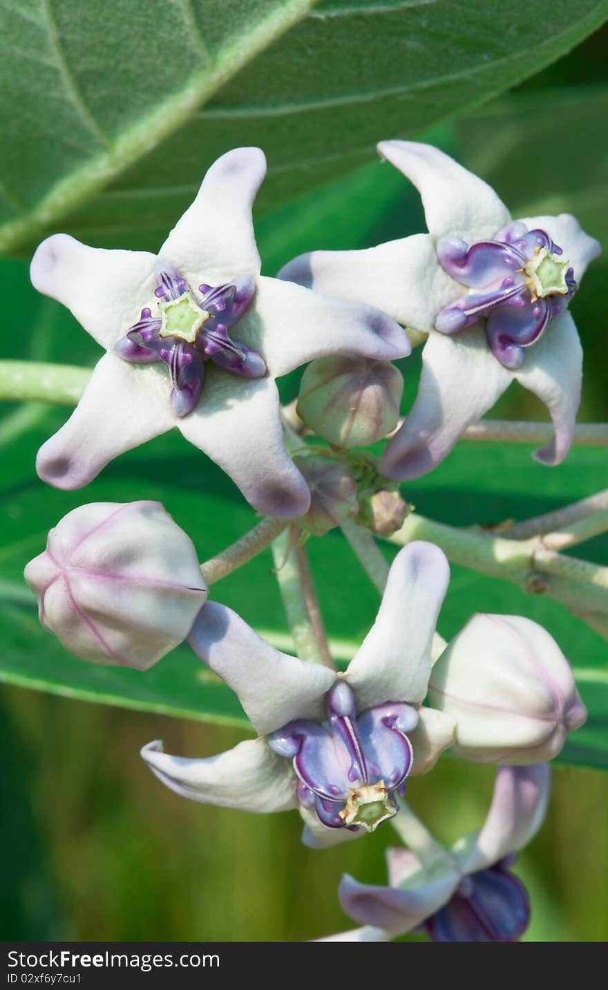 A Portrait of Giant Milkweed Flowers