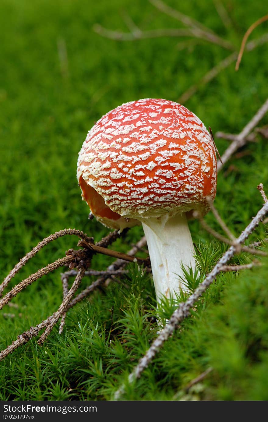 Young fly mushroom Amanita muscaria