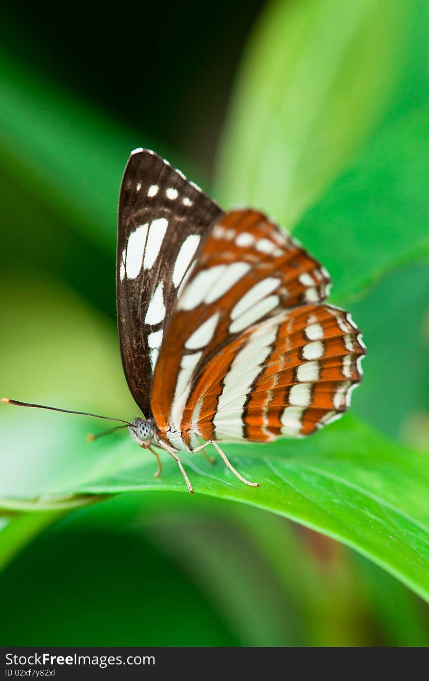 A Beautiful Butterfly on a Green Leaf. A Beautiful Butterfly on a Green Leaf