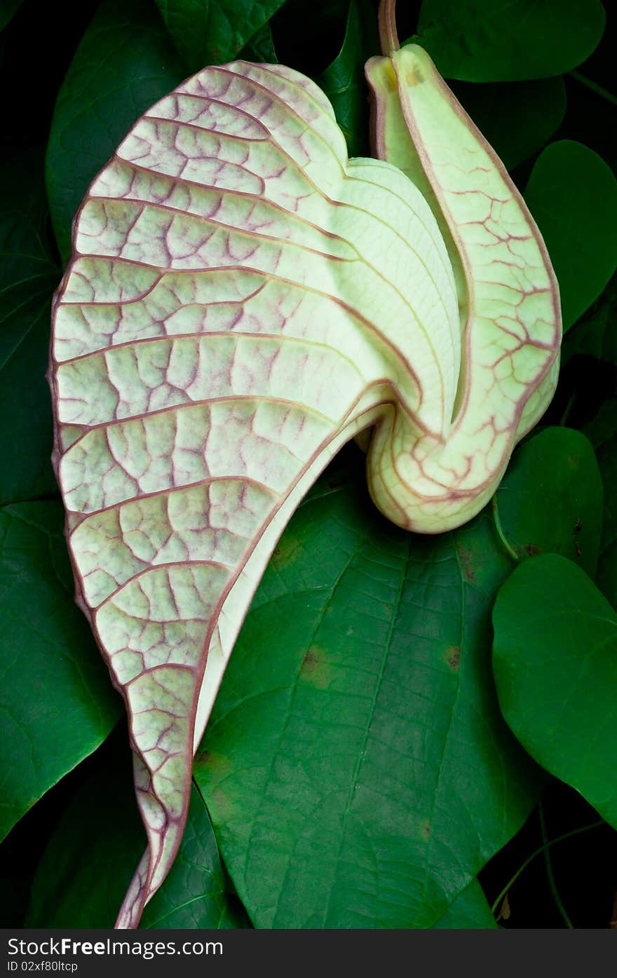 A Portrait of Carnivorous Plant