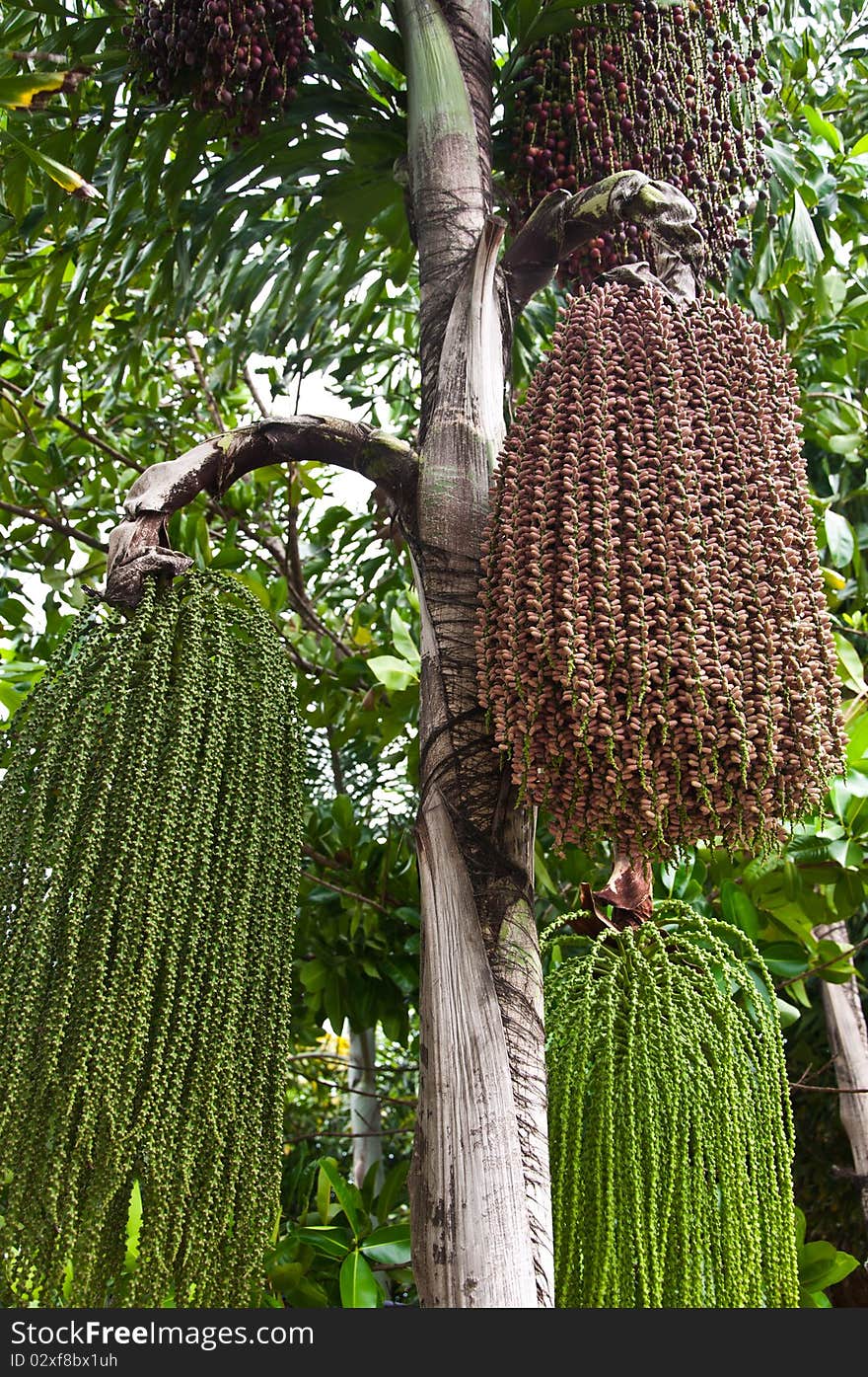 Small palm on the palm tree