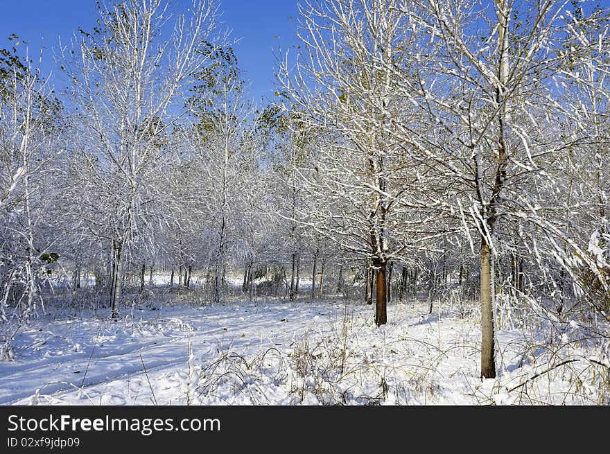 Cold winter, the white poplar above was covered with snow. Cold winter, the white poplar above was covered with snow