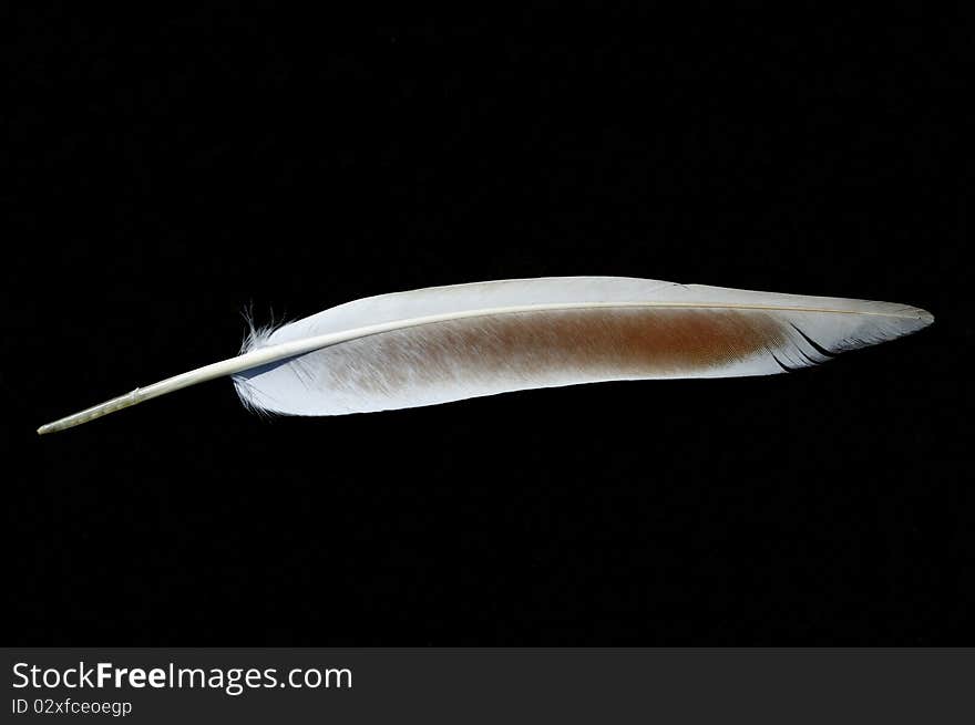 Plumage of the bird in a black background. Plumage of the bird in a black background