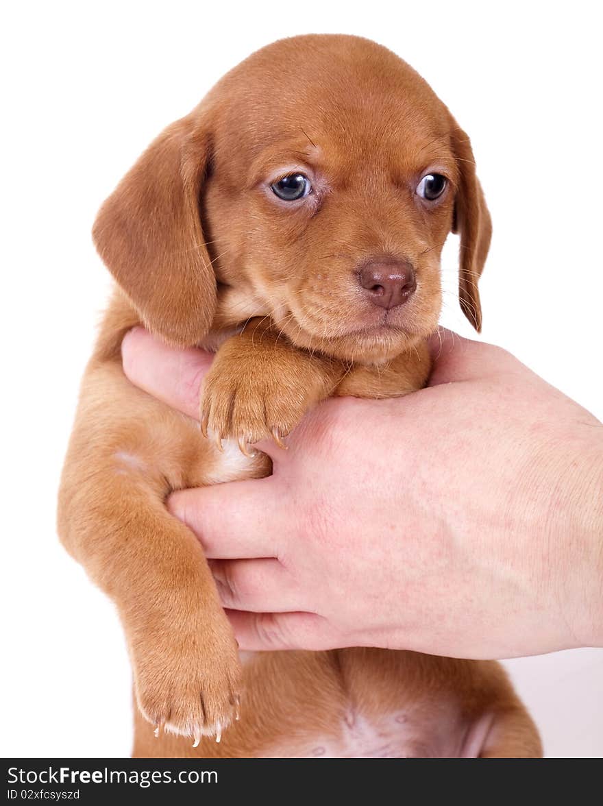 Small purebred beautiful puppy dachshund in the hands of a man. Small purebred beautiful puppy dachshund in the hands of a man