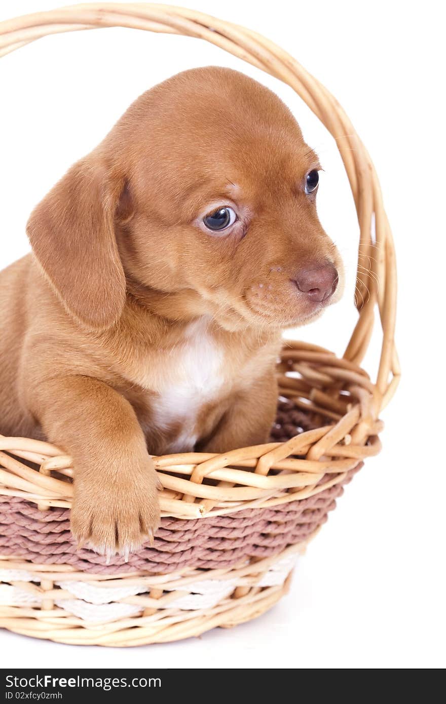 Small purebred beautiful puppy dachshund in the basket. Small purebred beautiful puppy dachshund in the basket