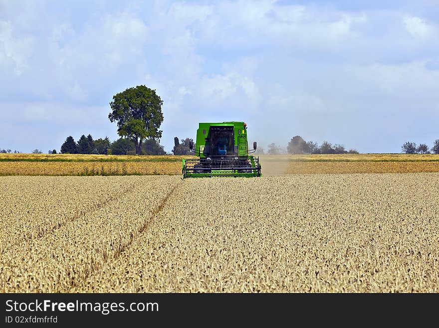 Green harvester in corn fields