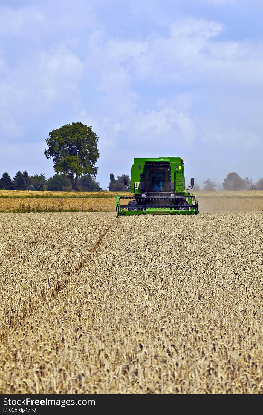 Harvester in corn fields