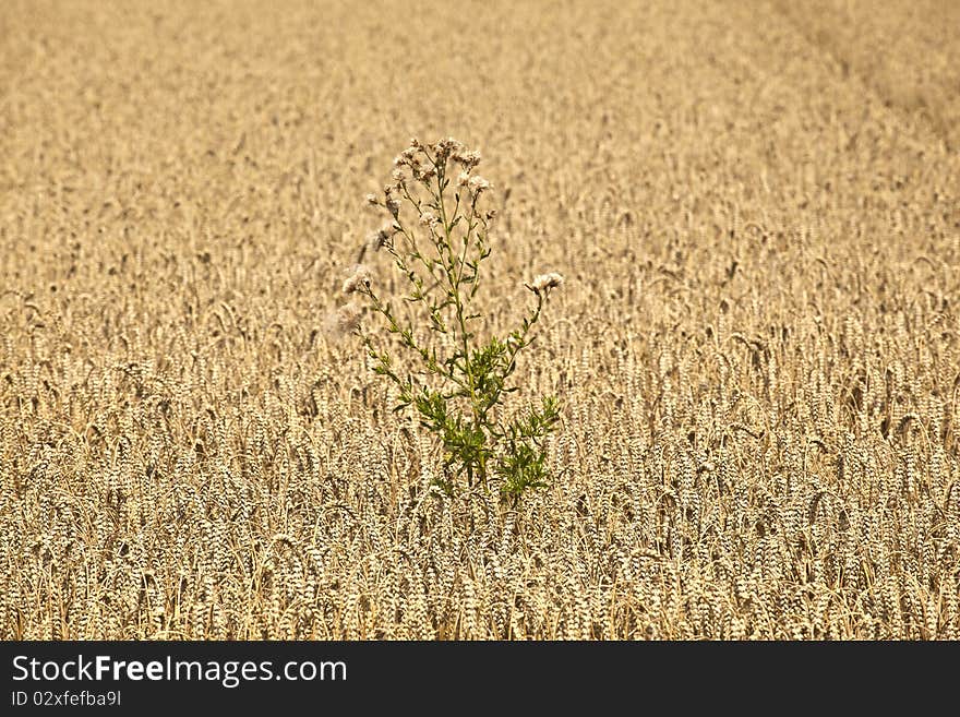 Corn fields with corn ready for  harvest