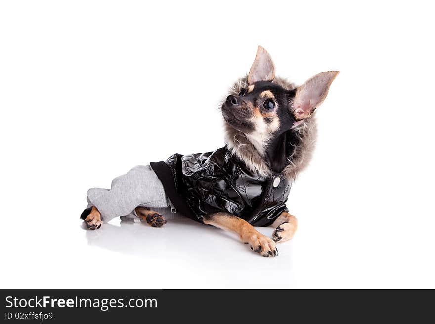 Small Dog Toy Terrier In Jacket With A Hood