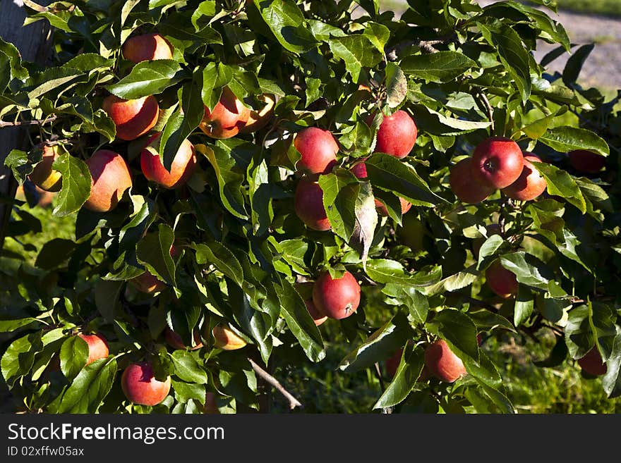 Ripe red apples on a tree branch