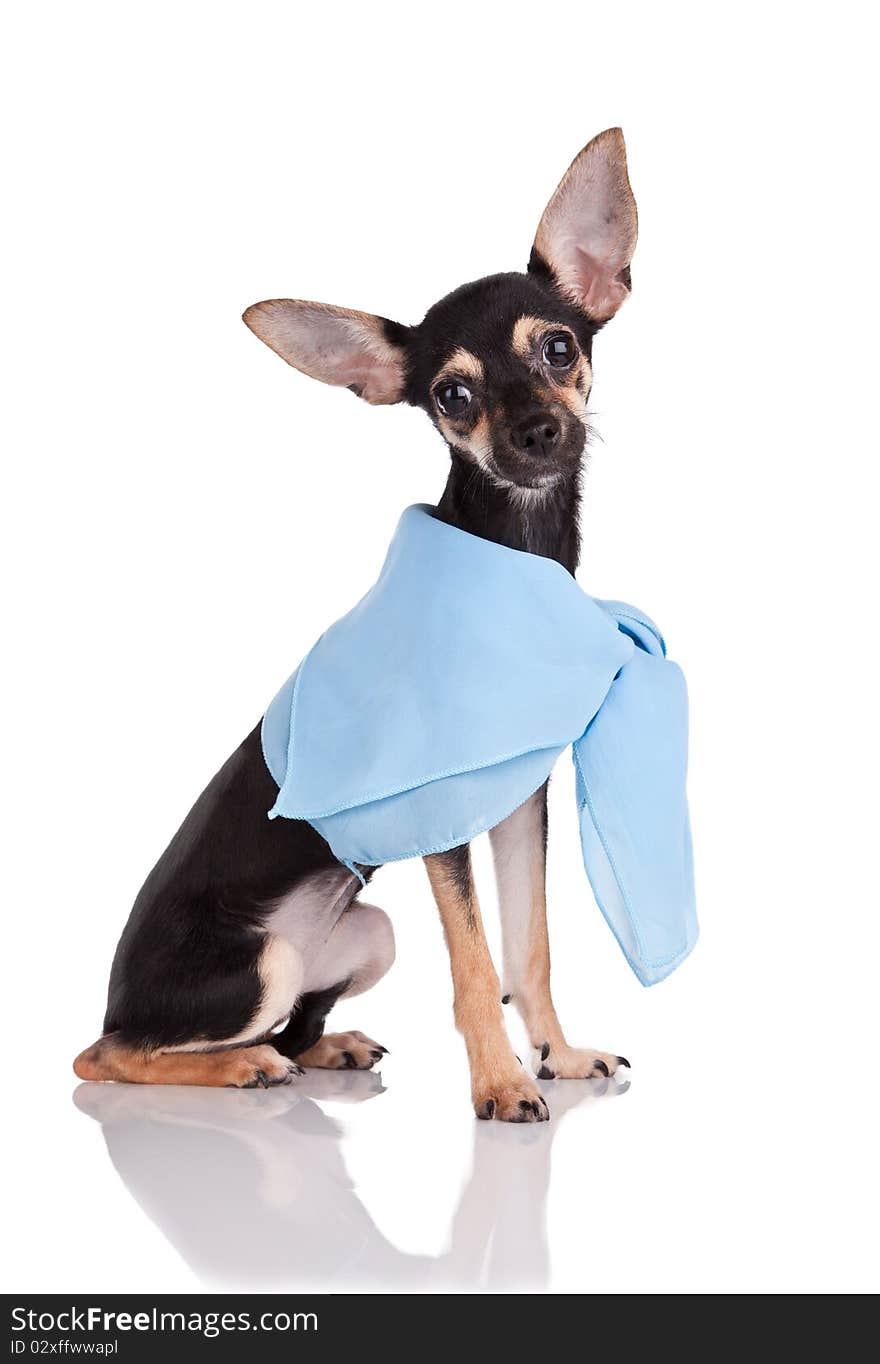 Small dog toy terrier In a kerchief isolated on white