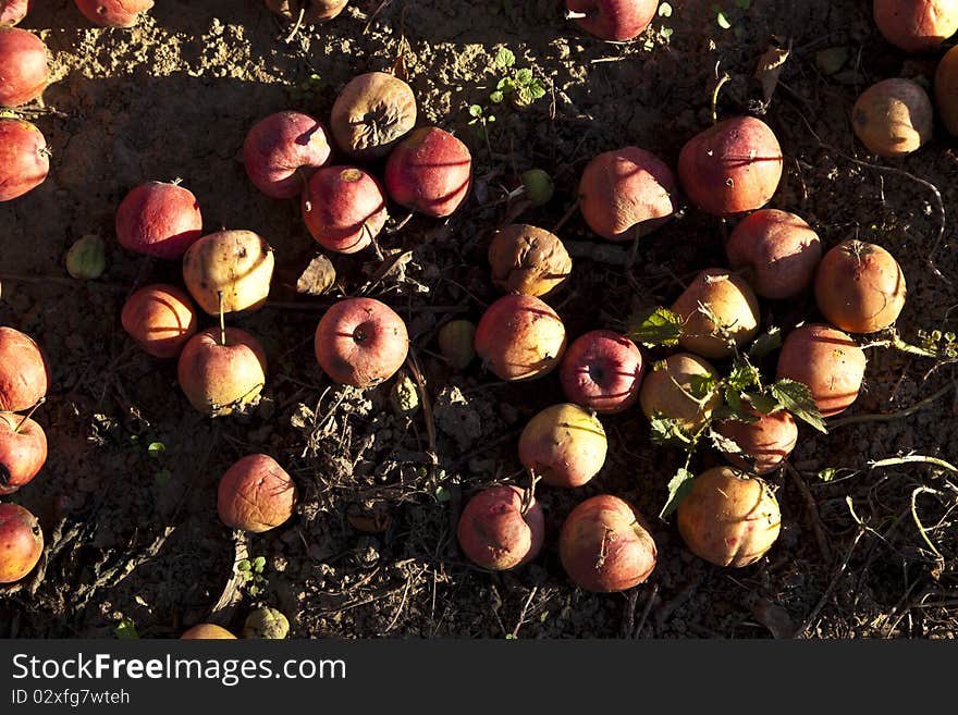 Ripe apples on the earth