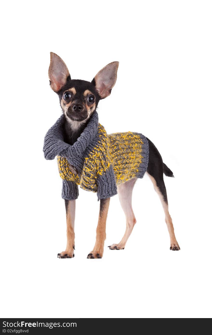 Small Dog Toy Terrier In Clothes Isolated